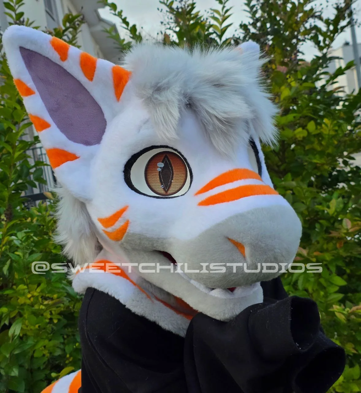 Rox the tiger shark